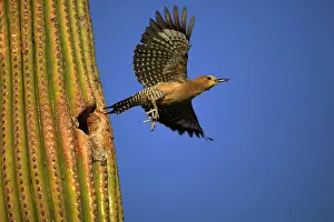 Uropygialis: Gila Woodpecker - in flight, leaving nest in cactus