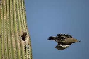 Uropygialis: Gila Woodpecker - in flight leaving nest in Cactus
