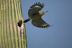Uropygialis: Gila Woodpecker - in flight leaving nest in Cactus