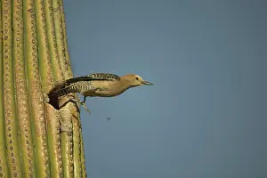 Uropygialis: Gila Woodpecker - Leaving nest in