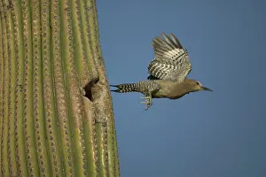 Uropygialis: Gila Woodpecker - Leaving nest in cactus