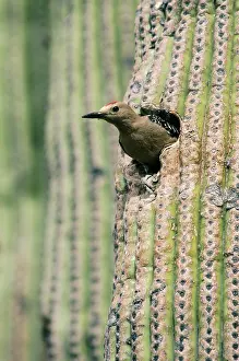 Uropygialis: GILA WOODPECKER - Male