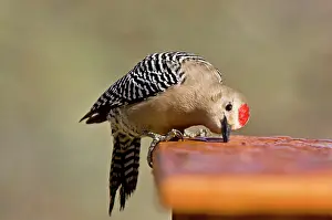 Uropygialis: Gila Woodpecker - male - drinking water drops