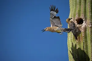 Uropygialis: Gila Woodpecker - Male emerging from nest in Saguaro