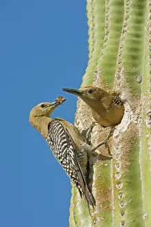 Uropygialis: Gila Woodpecker - Male and female at nest in Saguaro cactus