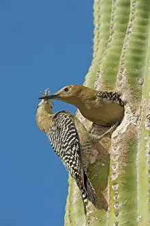 Uropygialis: Gila Woodpecker - Male and female at nest in Saguaro cactus