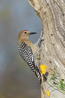 Uropygialis: Gila Woodpecker - male - March