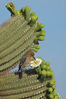 Melanerpes: Gila woodpecker (Melanerpes uropygialis), feeding on nectar