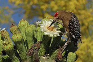 Melanerpes: Gila woodpecker (Melanerpes uropygialis), feeding on nectar a