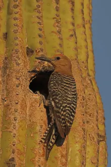 Melanerpes: Gila woodpecker (Melanerpes uropygialis), at nest cavity in