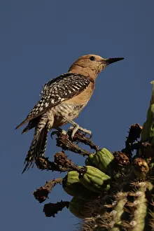 Melanerpes: Gila woodpecker (Melanerpes uropygialis), perched on saguaro