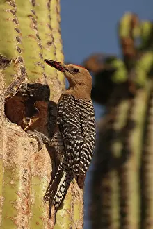 Delivering: Gila woodpecker (Melanerpes uropygialis), at nest cavity in