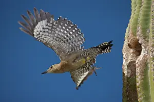 Melanerpes: Gila Woodpecker (Melanerpes uropygialis) - Arizona - Emergi