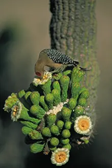 Melanerpes: Gila Woodpecker (Melanerpes uropygialis) - Arizona - feeds o
