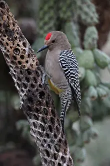 Melanerpes: Gila Woodpecker (Melanerpes uropygialis) - Arizona -On dead
