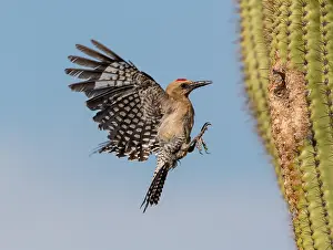 090919: Gila woodpecker (Melanerpes uropygialis), arriving
