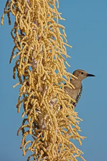 090919: Gila woodpecker (Melanerpes uropygialis), on blooming