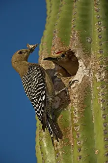 Melanerpes: Gila Woodpecker (Melanerpes uropygialis) - Male and female a