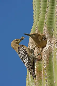 Melanerpes: Gila Woodpecker (Melanerpes uropygialis) - Male and female a
