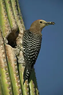 Uropygialis: Gila Woodpecker - At nest in Cactus with
