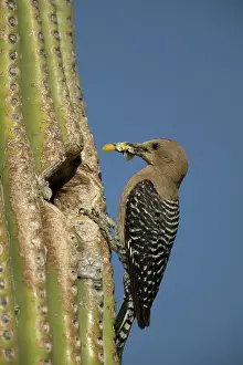 Uropygialis: Gila Woodpecker - At nest in Cactus with