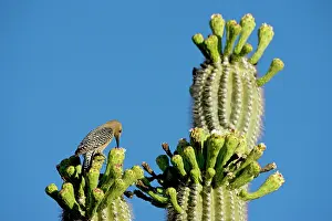 Uropygialis: Gila Woodpecker - Perched on cholla cactus foraging