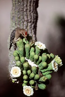 Saguaro: GILA WOODPECKER - on Saguaro Cactus