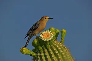 Uropygialis: Gila Woodpecker - at Saguaro cactus flower