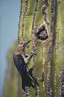 Uropygialis: Gila Woodpeckers