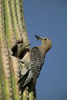 Uropygialis: Gila Woodpeckers - Feeding young at