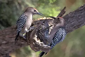 Melanerpes: Gila Woodpeckers (Melanerpes uropygialis)