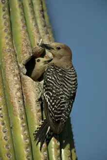 Uropygialis: Gila Woodpeckers - At nest in Cactus