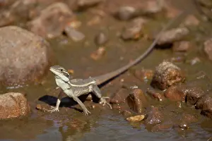 Gilberti: Gilbert's Dragon