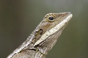 Agamidae: Gilbert's dragon