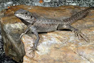 Agamid: Gilbert's Dragon Lizard