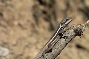 Gilberti: Gilbert's Dragon, waving leg