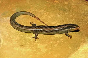 Skink: Gilbert's Skink