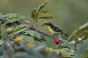 Capito: Gilded Barbet (Capito auratus) Putumayo, Colombia