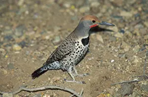 Flicker: Gilded Flicker