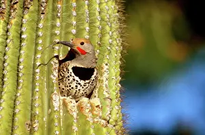 Flicker: Gilded Flicker