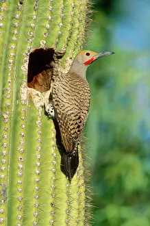 Flicker: Gilded Flicker