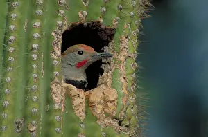 Flicker: Gilded Flicker
