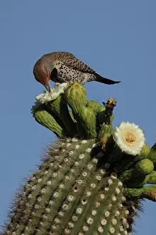 Saguaro: Gilded flicker (Colaptes chrysoides), feeding on nectar from