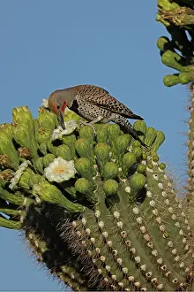 Saguaro: gilded flicker (Colaptes chrysoides), feeding on nectar from