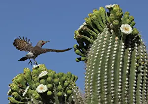 Saguaro: gilded flicker (Colaptes chrysoides), feeding on nectar from