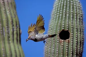 Flicker: Gilded Flicker - female flying from nest in saguaro