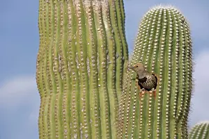 Flicker: Gilded Flicker - female at Nest in Saguaro Cactus