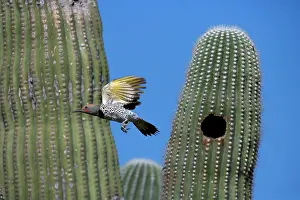 Flicker: Gilded Flicker - flying from nest in Saguaro Cactus, male