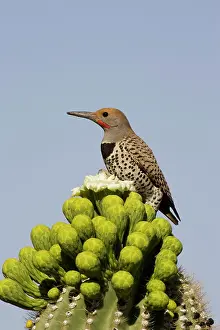 Flicker: Gilded Flicker - Foraging for nectar at the flower