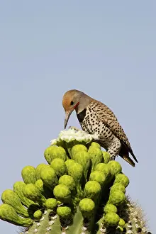 Flicker: Gilded Flicker - Foraging for nectar at the flower